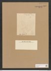 Diatomeae indet. Zeichnungen Sammlung Grunow Nr. 5053 (NHMW-BOT-W0373317)